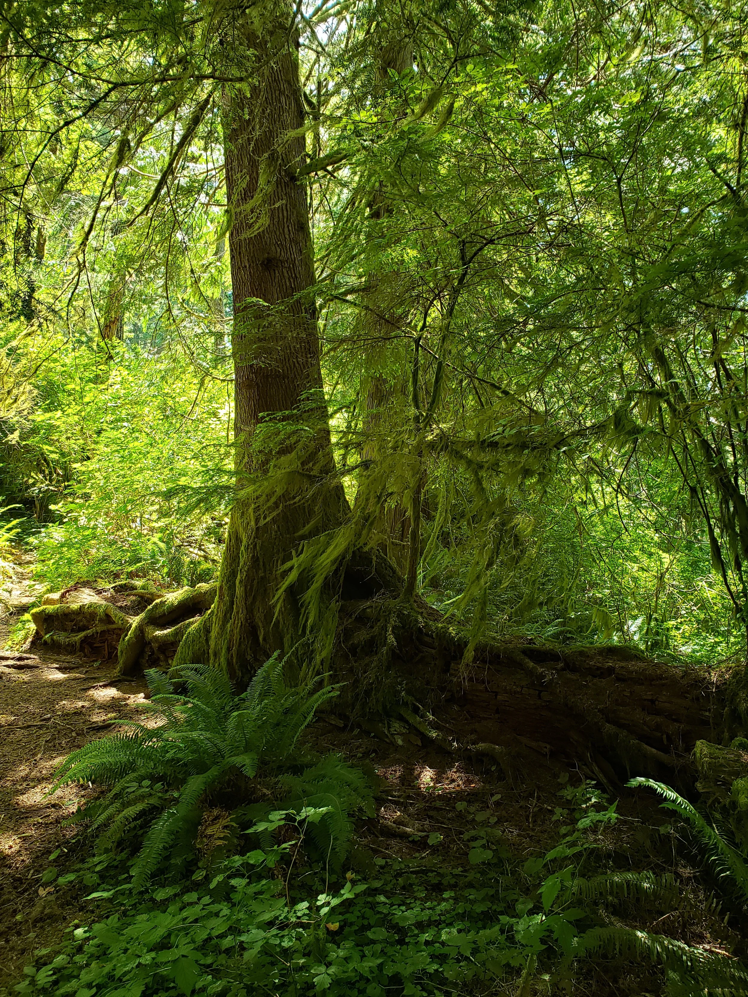 Drift Creek Wilderness - Siuslaw National Forest — Old-Growth